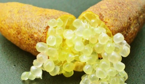 Citrons Caviar jaune, 1 Kg - Les Vergers de Boirie à Menton